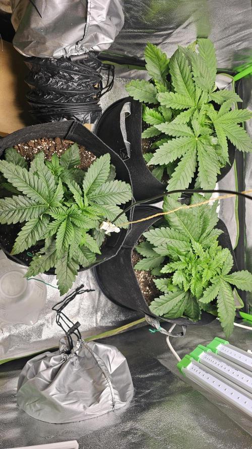 Bubblegum xl. Week 4