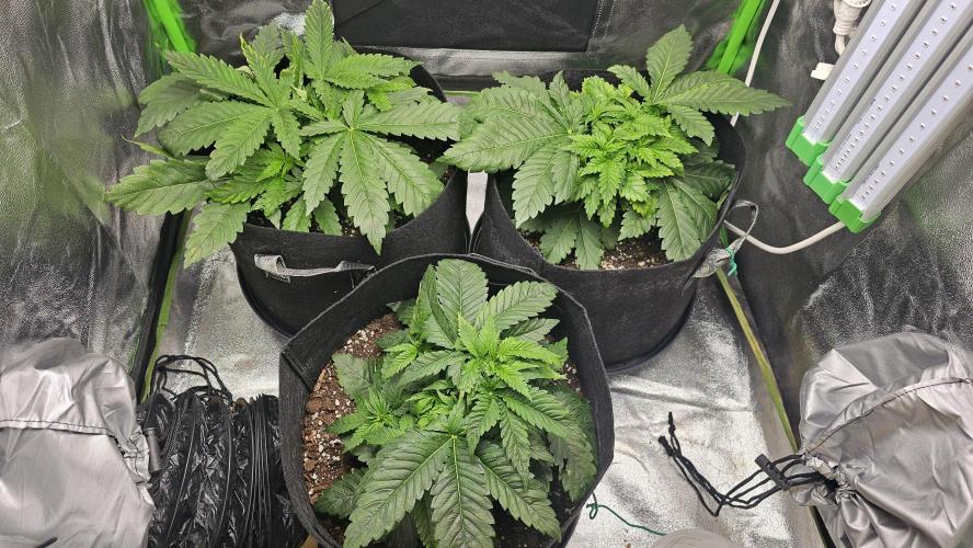 Bubblegum xl. Week 4