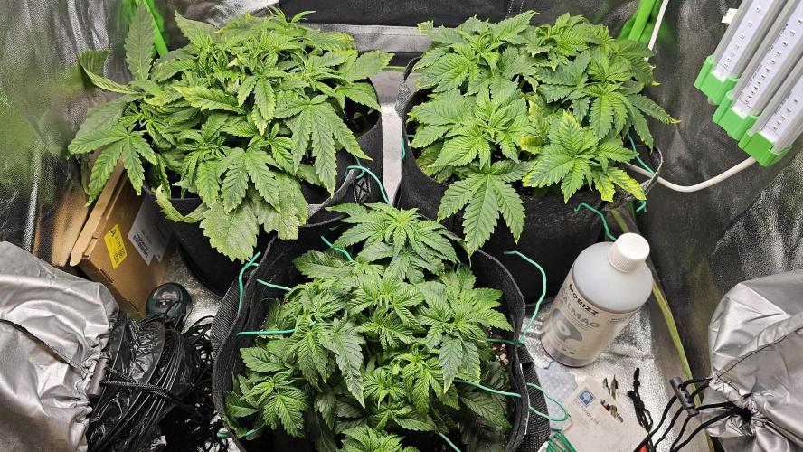 Bubblegum xl. Week 5