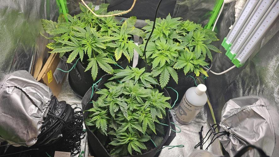 Bubblegum xl. Week 5