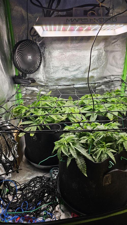 Bubblegum xl. Week 5