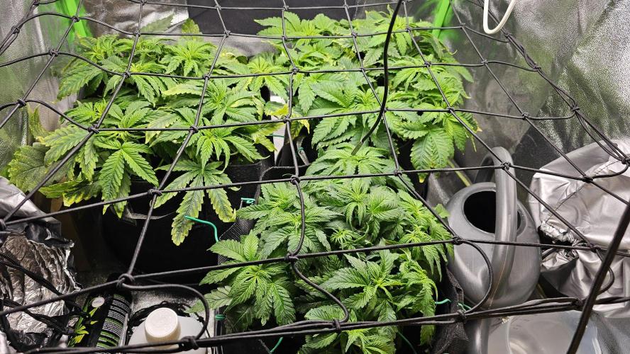 Bubblegum xl. Week 5