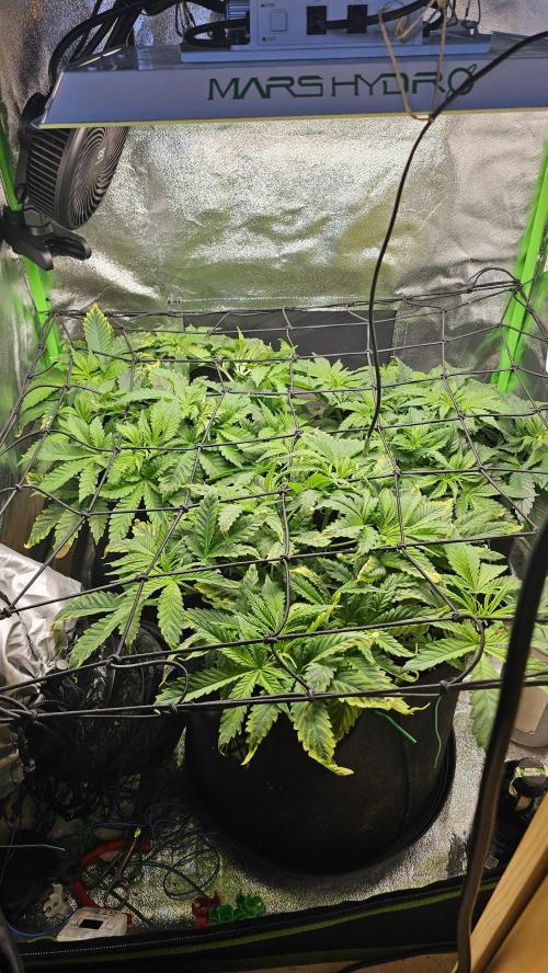 Bubblegum xl. Week 5