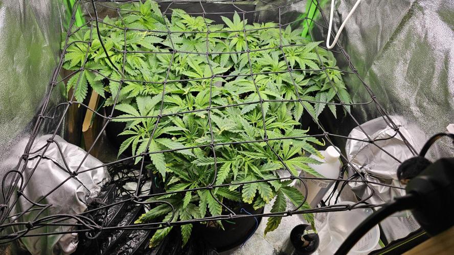 Bubblegum xl. Week 5