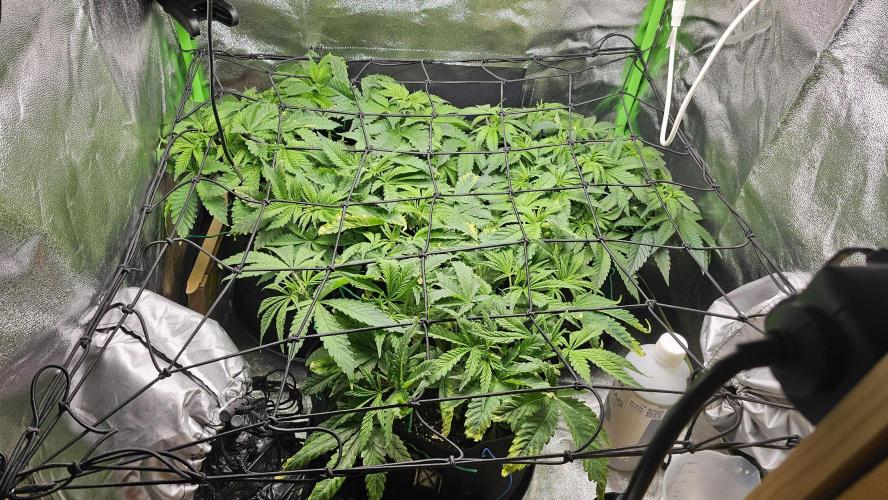 Bubblegum xl. Week 5