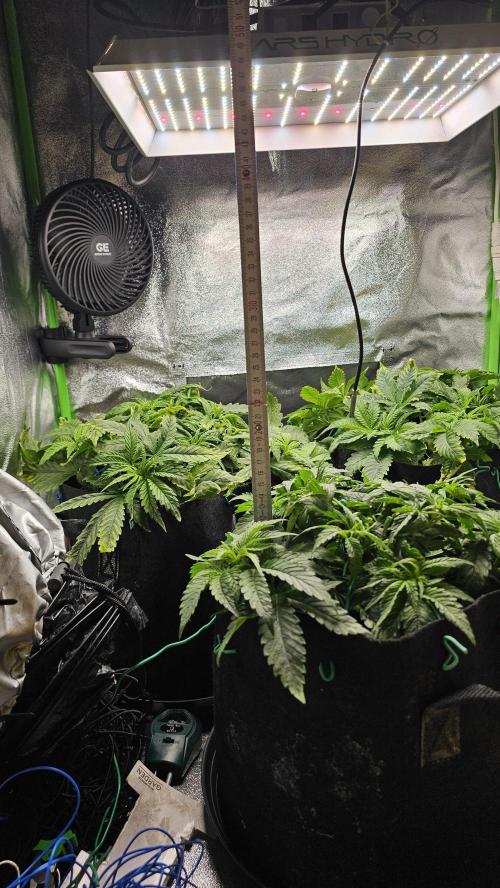 Bubblegum xl. Week 6