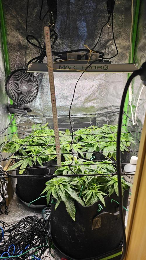Bubblegum xl. Week 6
