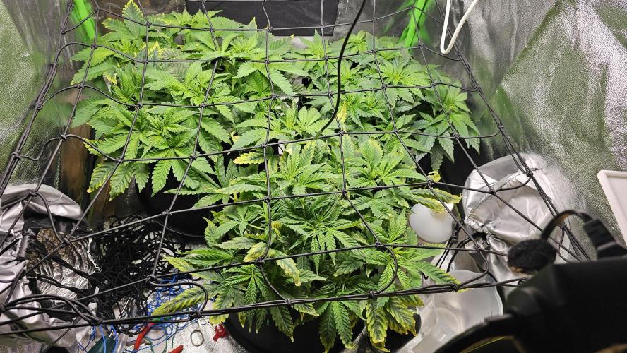 Bubblegum xl. Week 6