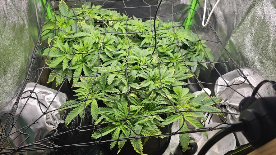 Bubblegum xl. Week 6