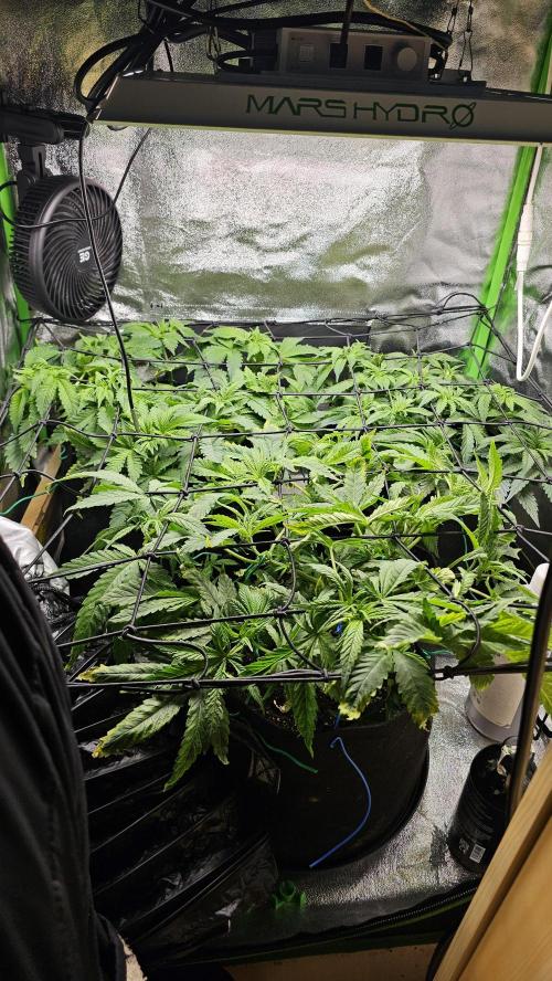 Bubblegum XL. Week 6