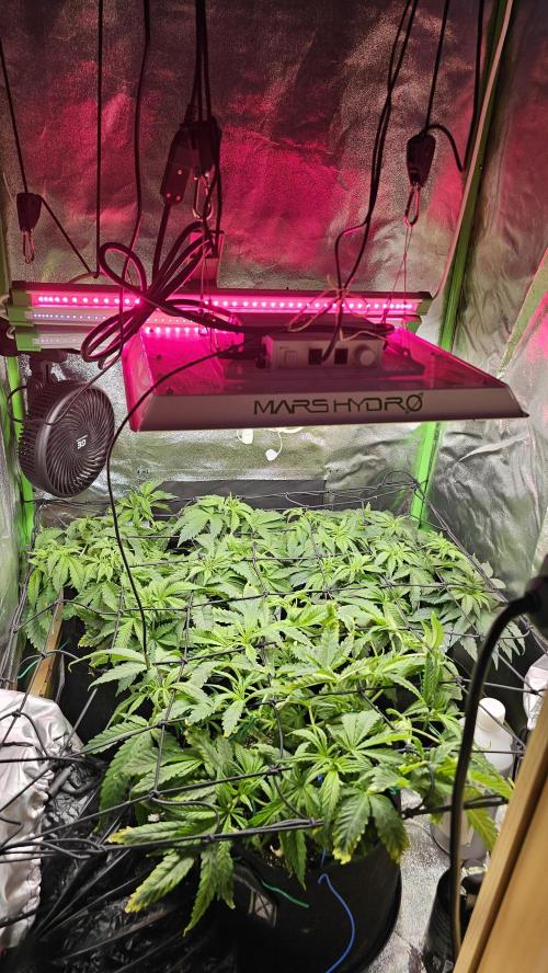 Bubblegum xl. Week 7