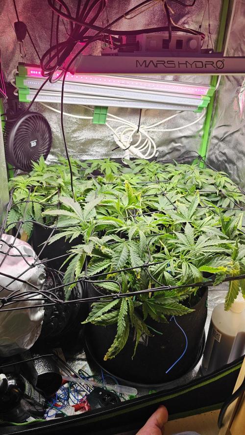 Bubblegum xl. Week 7