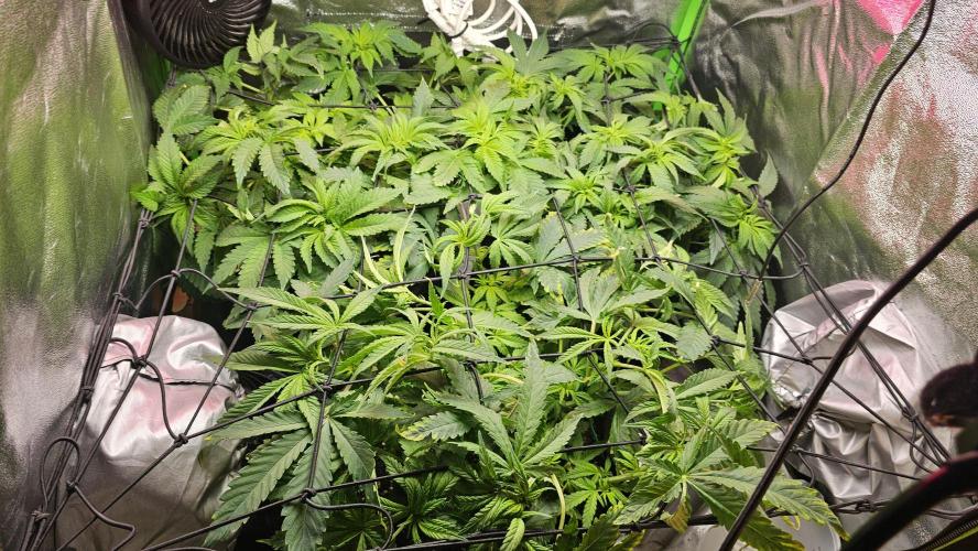 Bubblegum xl. Week 7