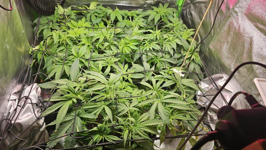 Bubblegum xl. Week 7