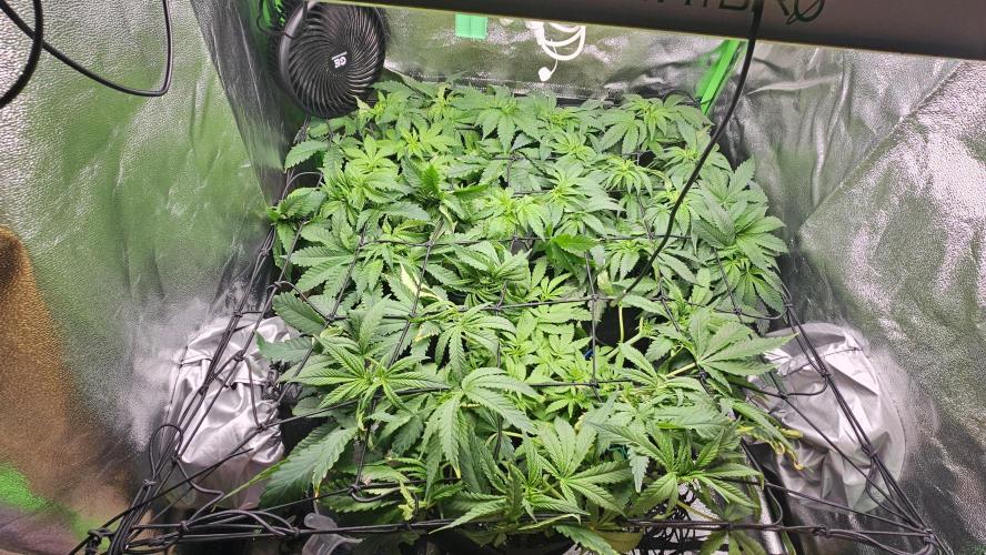 Bubblegum xl. Week 7