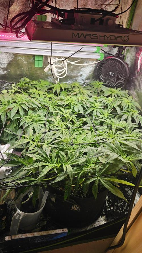Bubblegum xl. Week 7