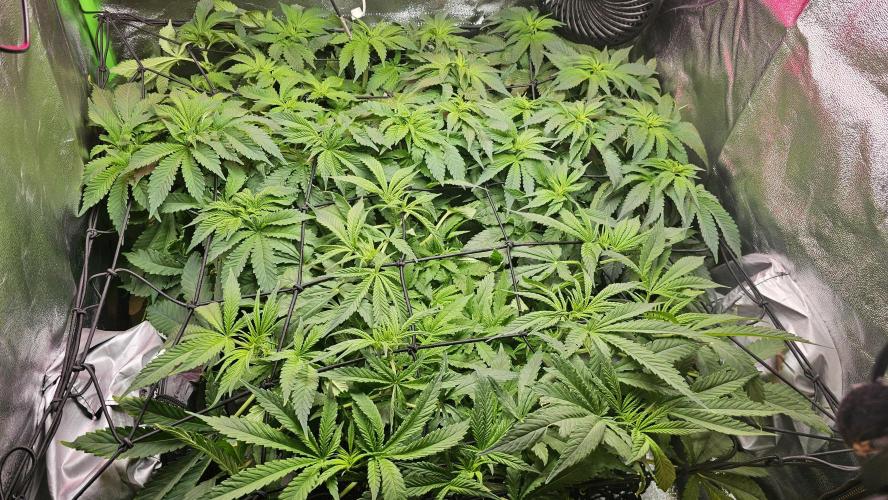 Bubblegum XL. Week 7