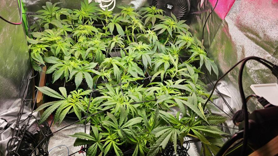 Bubblegum xl. Week 8