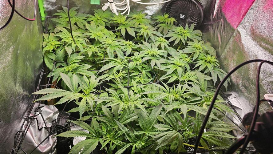 Bubblegum xl. Week 8