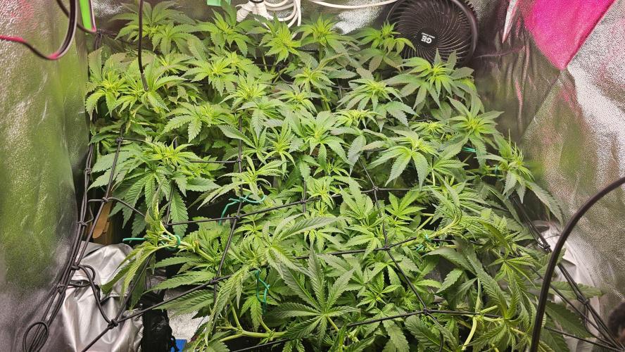 Bubblegum xl. Week 8