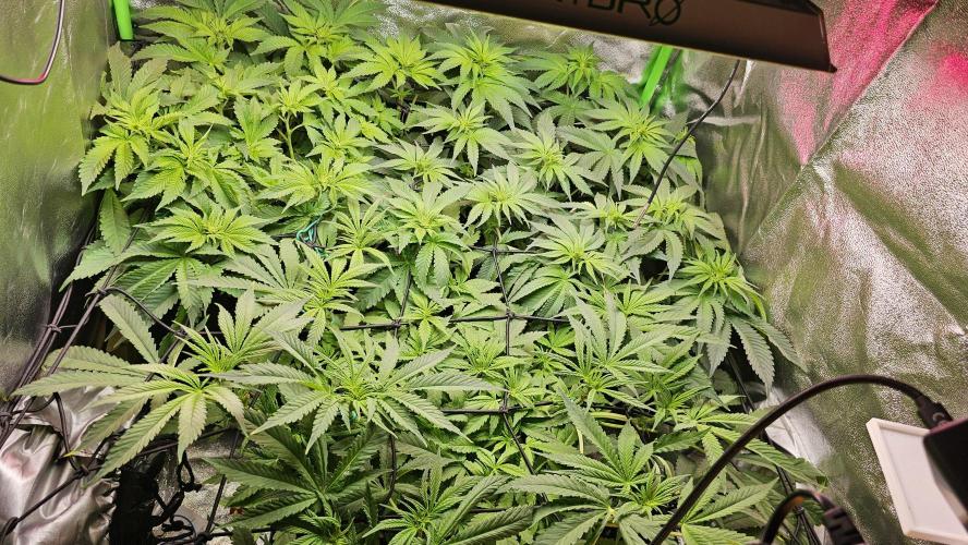 Bubblegum xl. Week 8