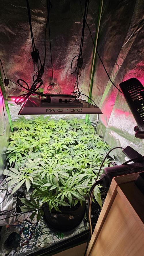 Bubblegum xl. Week 8