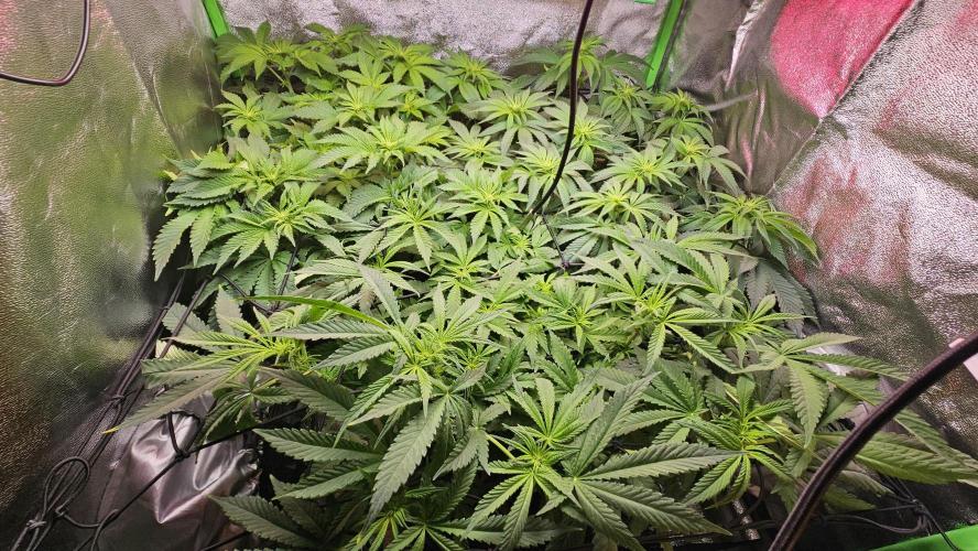 Bubblegum xl. Week 8