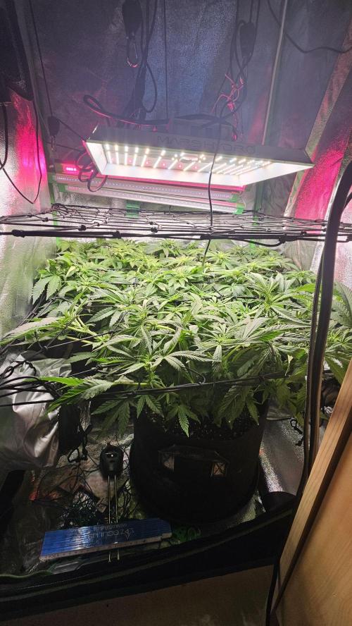 Bubblegum xl. Week 8