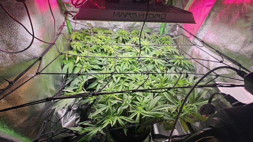 Bubblegum XL. Week 8