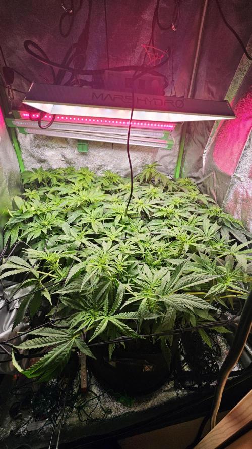 Bubblegum xl. Week 9