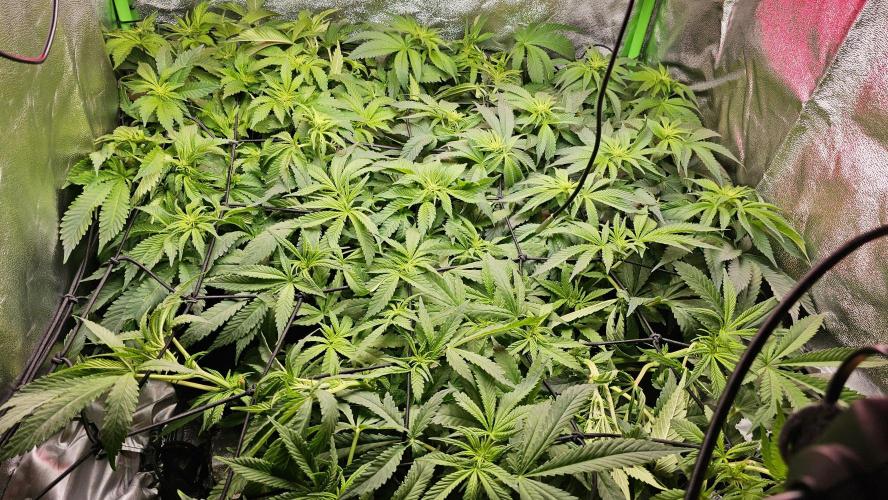 Bubblegum xl. Week 9