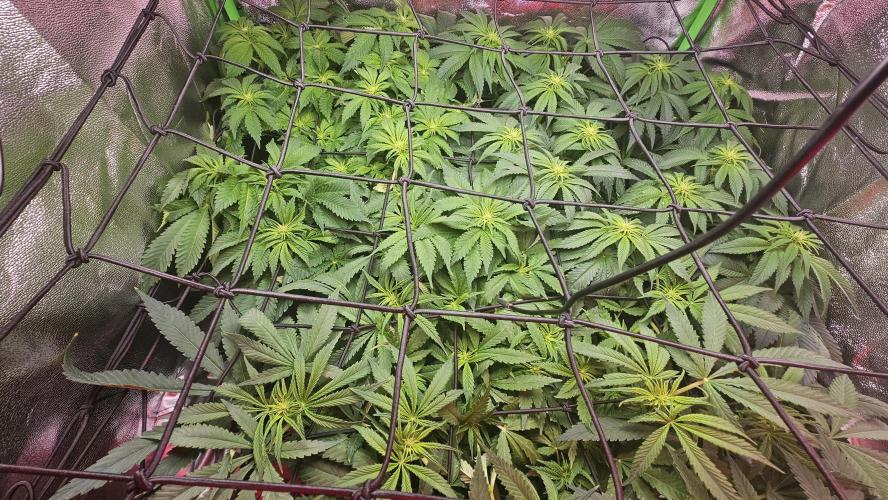 Bubblegum xl. Week 9