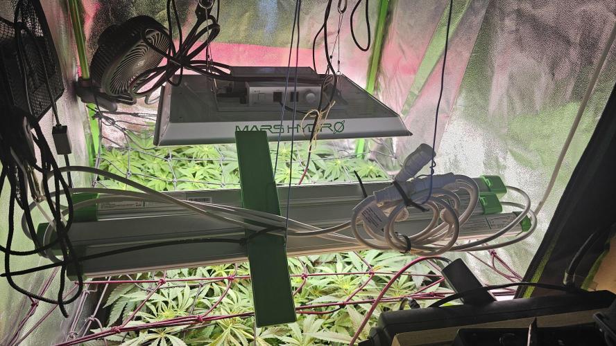 Bubblegum xl. Week 9
