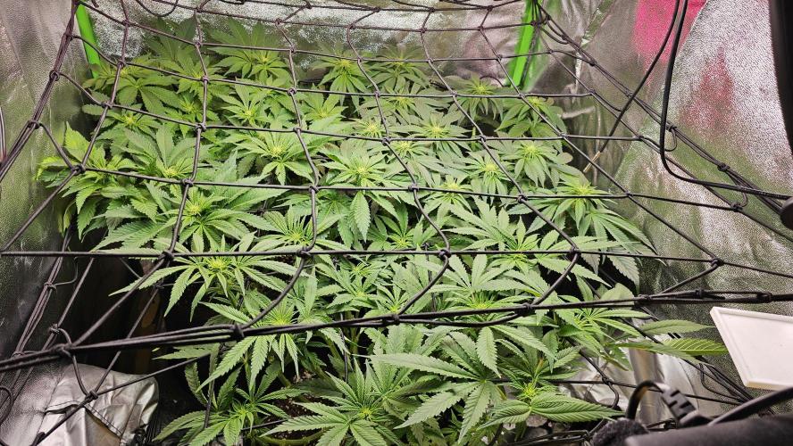 Bubblegum xl. Week 9