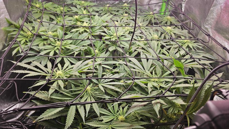 Bubblegum XL. Week 9