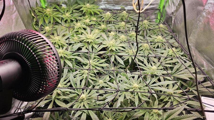 Bubblegum XL. Week 10