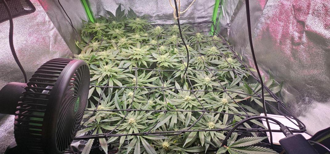 Bubblegum xl. Week 11