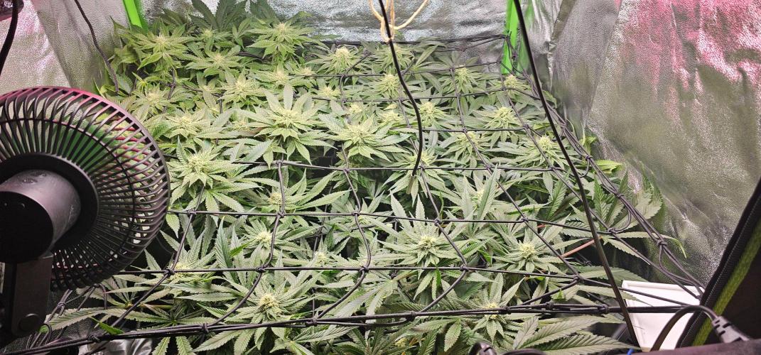 Bubblegum xl. Week 11