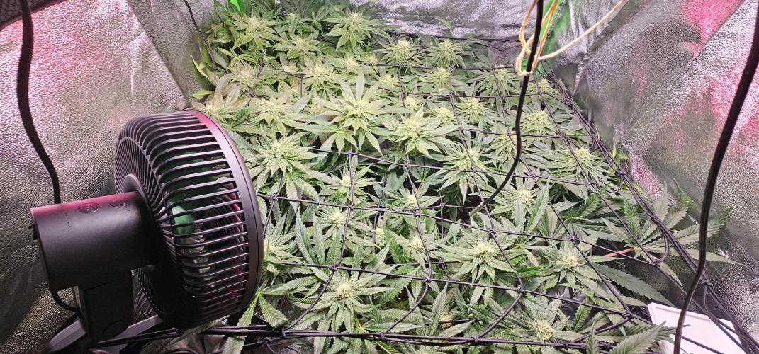 Bubblegum xl. Week 11