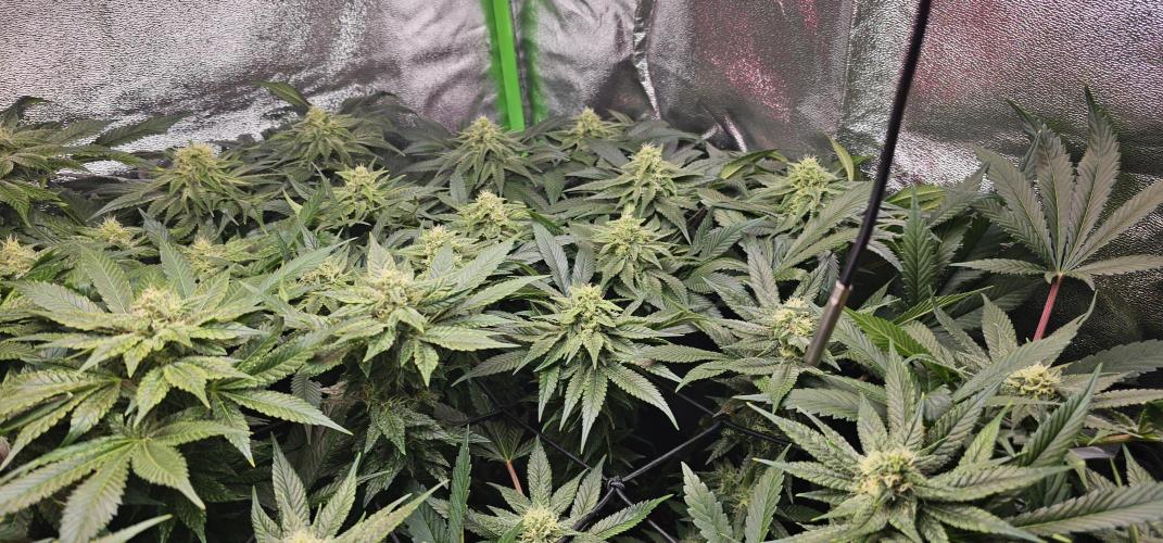Bubblegum xl. Week 11
