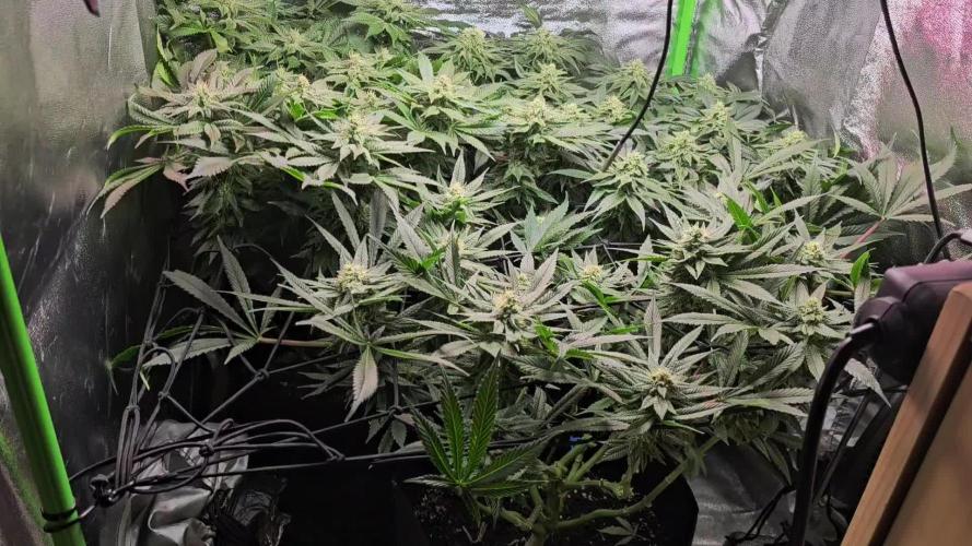 Bubblegum xl