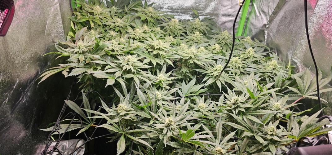 Bubblegum XL. Week 11