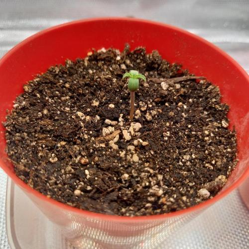 Purple Lemonade and Royal Gorilla. Week 0 - Purple Lemonade Auto - Day 1