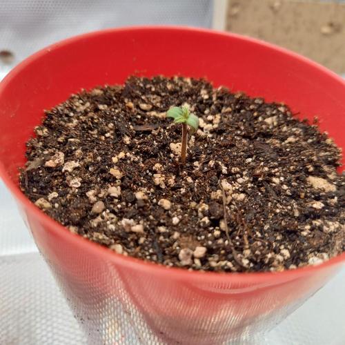 Purple Lemonade and Royal Gorilla. Week 0 - Royal Gorilla - Day 1