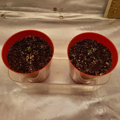 Purple Lemonade and Royal Gorilla. Week 0 - Purple Lemonade Auto (Left), Royal Gorilla (Right) - Day 1