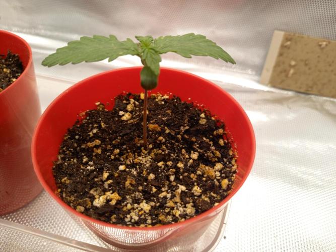 Purple Lemonade and Royal Gorilla. Week 1 - Royal Gorilla - Day 7