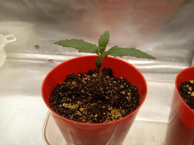Purple Lemonade and Royal Gorilla. Week 1 - Purple Lemonade - Day 7
