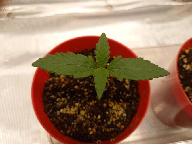 Purple Lemonade and Royal Gorilla. Week 1 - Purple Lemonade - Day 7