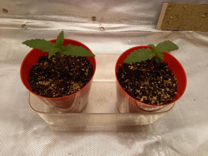 Purple Lemonade and Royal Gorilla. Week 1 - Purple Lemonade (Left), Royal Gorilla (Right) - Day 7