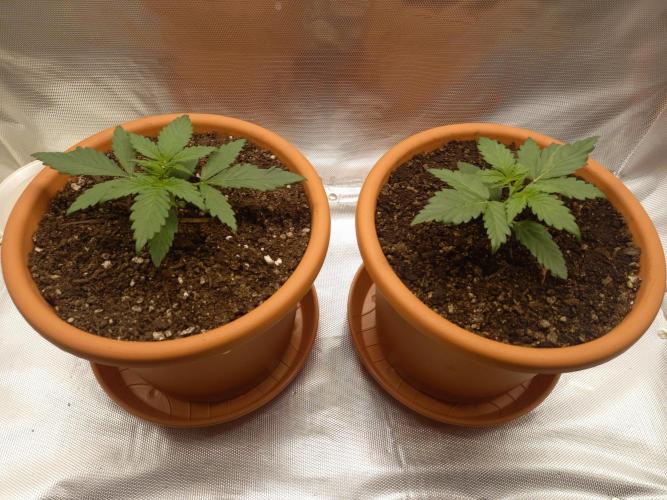 Purple Lemonade and Royal Gorilla. Week 2 - Purple Lemonade (Left), Royal Gorilla (Right) - Day 14